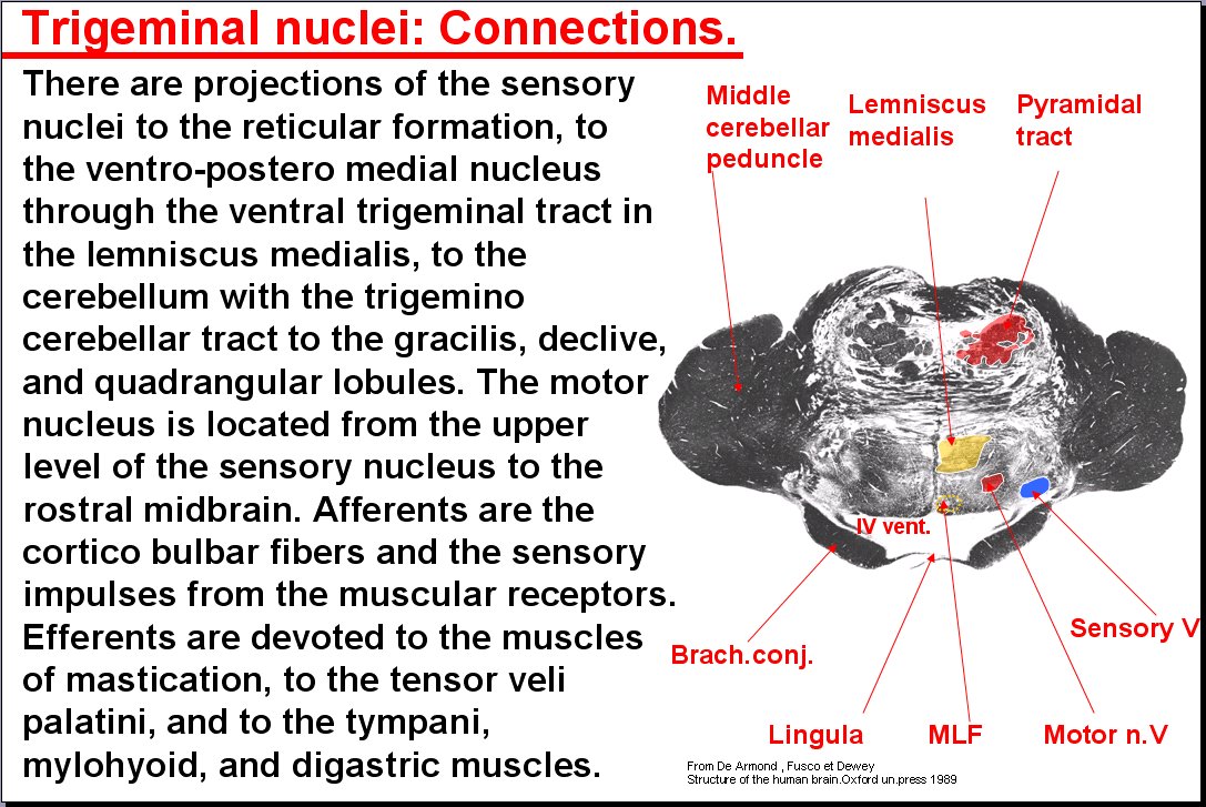 Salamon S Neuroanatomy And Neurovasculature Web Atlas Resource